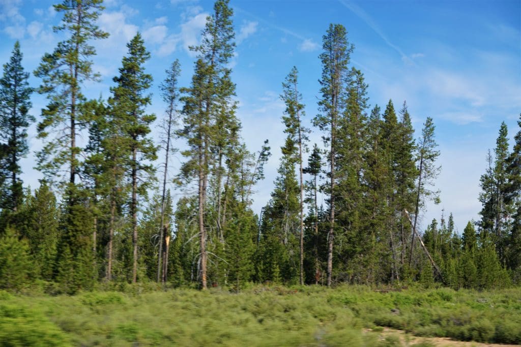 Large view of 4.70 ACRES~GORGEOUS OREGON RANCH LAND LOADED WITH OLD GROWTH TIMBER NEAR CALIFORNIA BORDER Photo 8