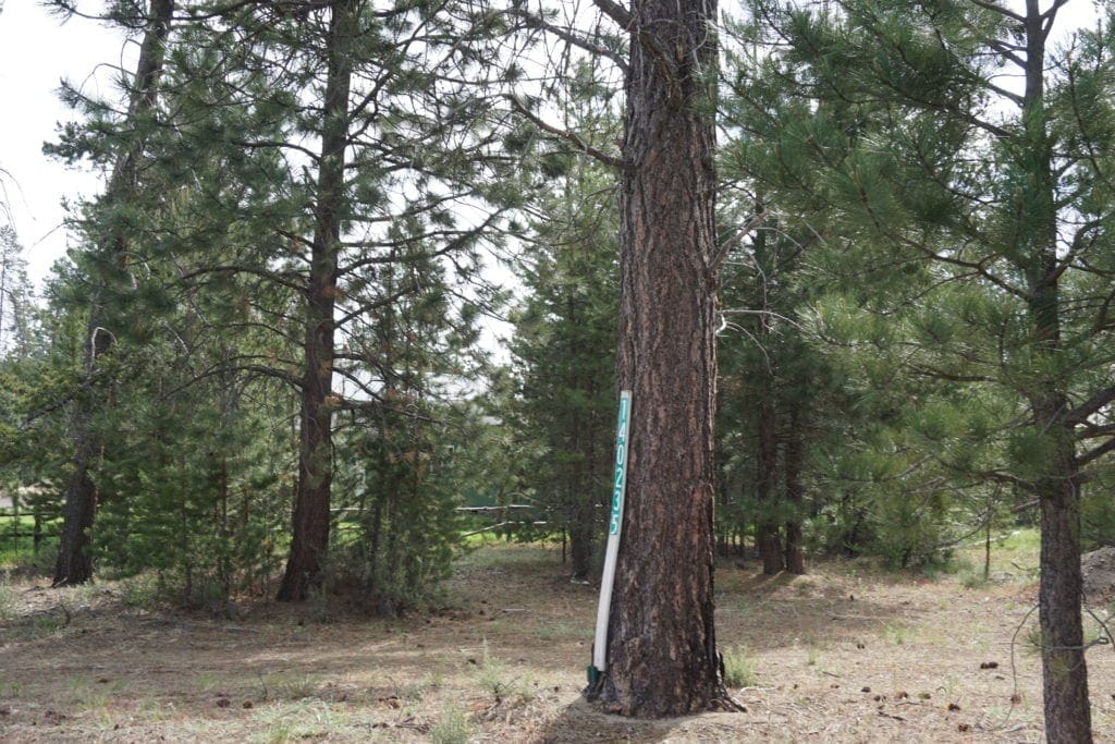 Large view of 1.00 Ac In Crescent Oregon! Treed Lot W/ Power & 20 X 30 Metal Building! Near BEND Photo 14