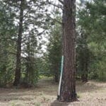 Thumbnail of 1.00 Ac In Crescent Oregon! Treed Lot W/ Power & 20 X 30 Metal Building! Near BEND Photo 14