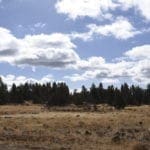 Thumbnail of 2.34 Acre KFFE Highway 66 Unit Acreage with Timber and Buildable. Photo 24