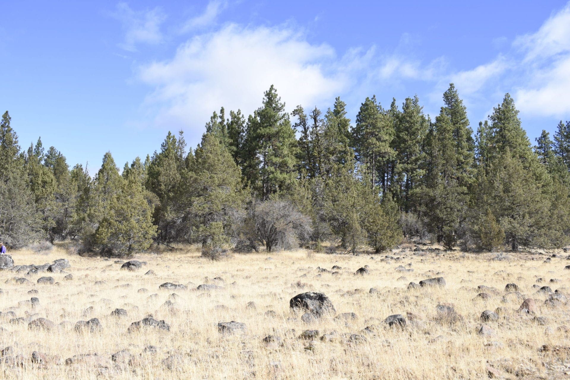 2.34 Acre KFFE Highway 66 Unit Acreage with Timber and Buildable. photo 25