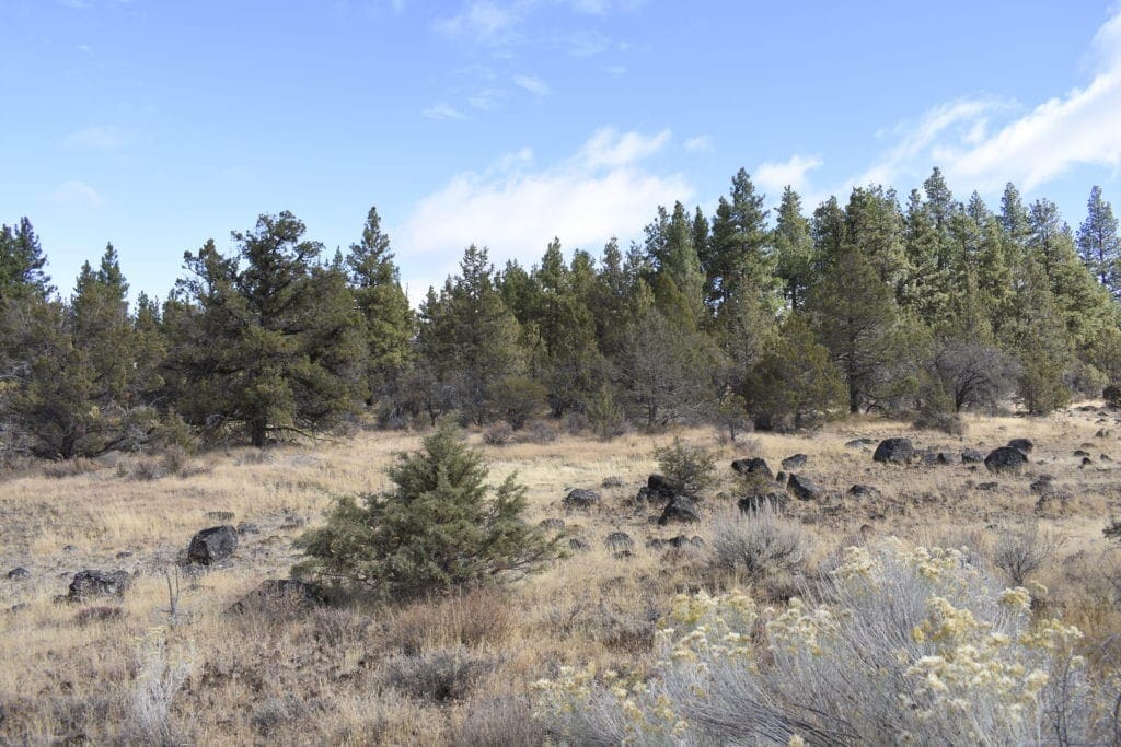 Large view of 2.34 Acre KFFE Highway 66 Unit Acreage with Timber and Buildable. Photo 26
