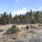 Thumbnail of 2.34 Acre KFFE Highway 66 Unit Acreage with Timber and Buildable. Photo 26