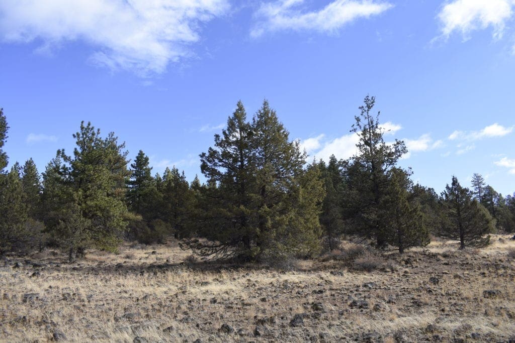 Large view of 2.34 Acre KFFE Highway 66 Unit Acreage with Timber and Buildable. Photo 14