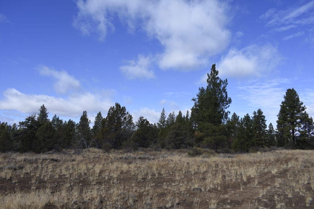 Large view of 2.34 Acre KFFE Highway 66 Unit Acreage with Timber and Buildable. Photo 27