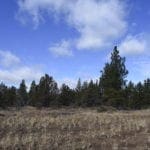Thumbnail of 2.34 Acre KFFE Highway 66 Unit Acreage with Timber and Buildable. Photo 27