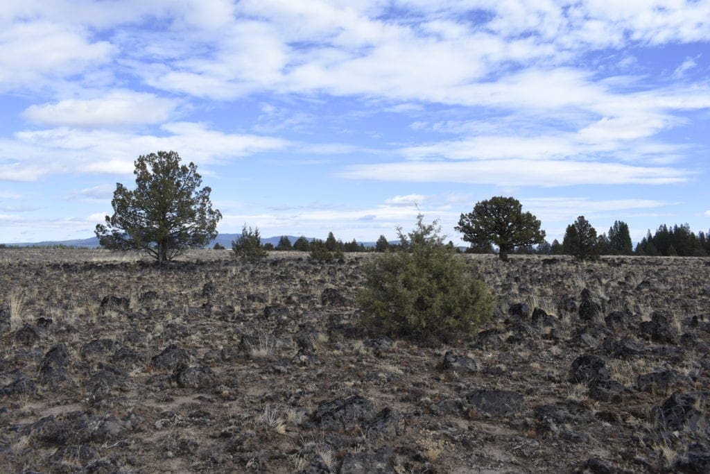 Large view of 36 Acres Central Oregon Near California TWO Parcels Separated by County Road Photo 37
