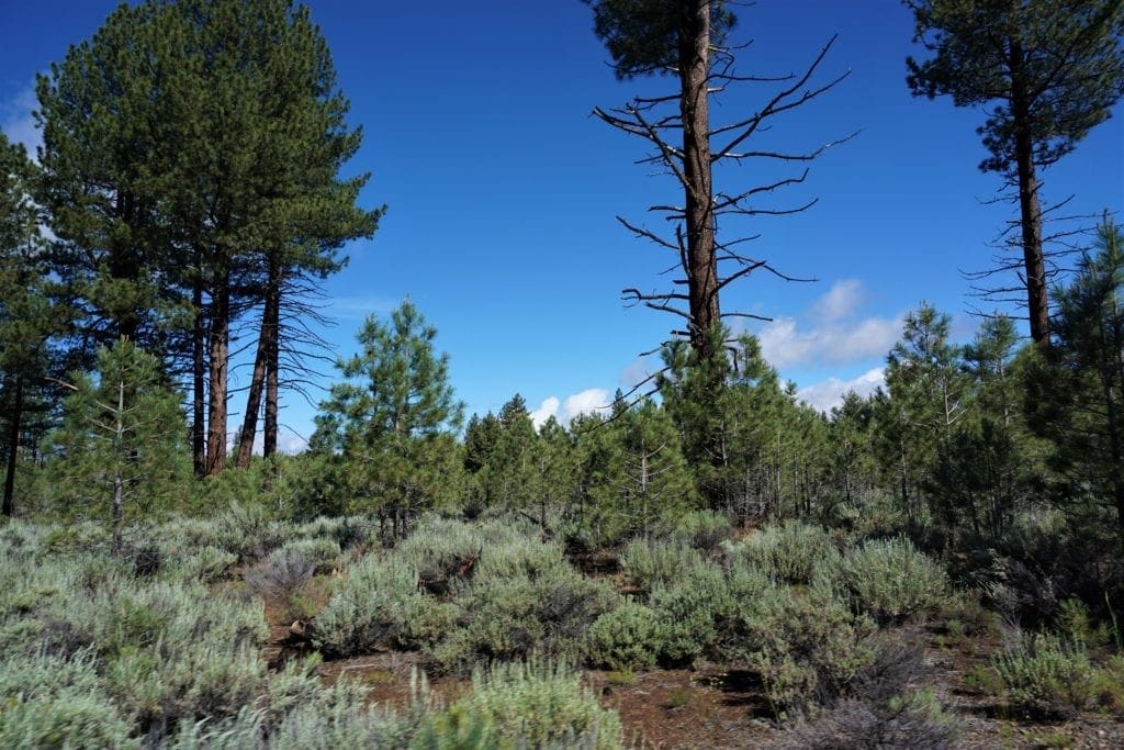 Large view of 11.31 Acre Lot In Klamath County that backs Fremont-Winema National Forest! Photo 4