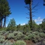 Thumbnail of 11.31 Acre Lot In Klamath County that backs Fremont-Winema National Forest! Photo 4