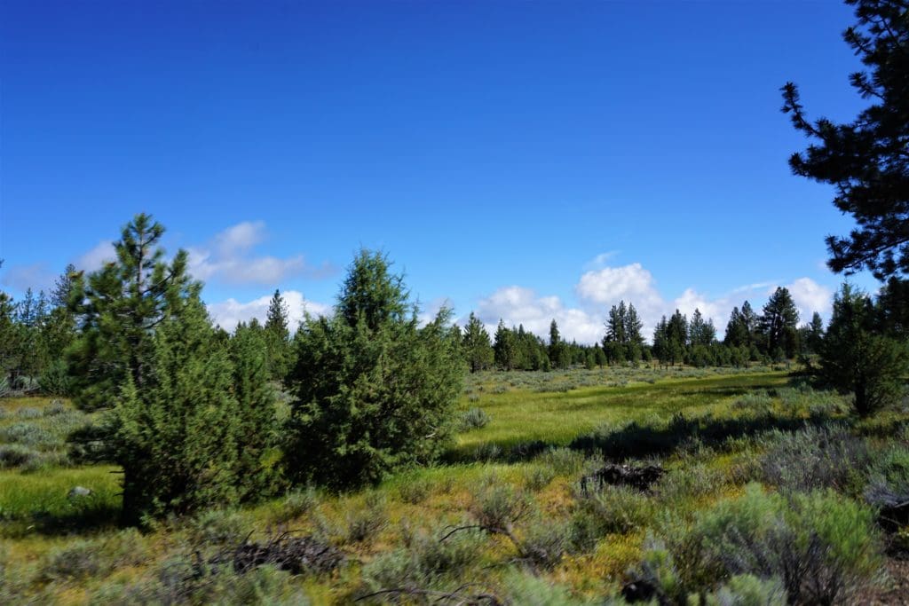 Large view of 1.54 ACRES IN BEAUTIFUL OREGON PINES THAT ADJOINS THE FREMONT-WINEMA NATIONAL FOREST PRIVATE ACCESS TO MIILIONS OF ACRES OF PLAYGROUND Photo 1