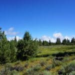 Thumbnail of 1.54 ACRES IN BEAUTIFUL OREGON PINES THAT ADJOINS THE FREMONT-WINEMA NATIONAL FOREST PRIVATE ACCESS TO MIILIONS OF ACRES OF PLAYGROUND Photo 1