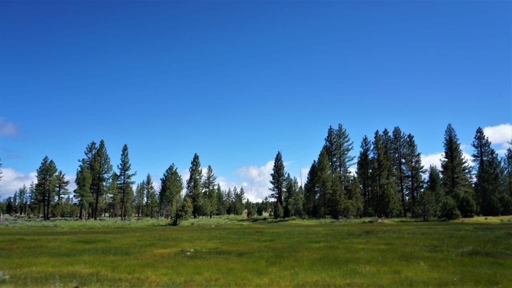 Large view of 11.31 Acre Lot In Klamath County that backs Fremont-Winema National Forest! Photo 2
