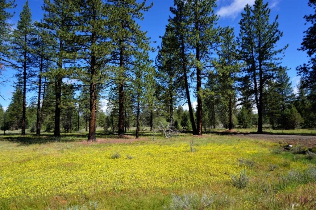 Large view of 11.31 Acre Lot In Klamath County that backs Fremont-Winema National Forest! Photo 1