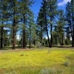 Thumbnail of 11.31 Acre Lot In Klamath County that backs Fremont-Winema National Forest! Photo 1