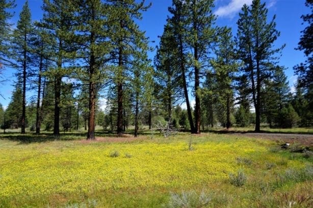 11.31 Acre Lot In Klamath County that backs Fremont-Winema National Forest!