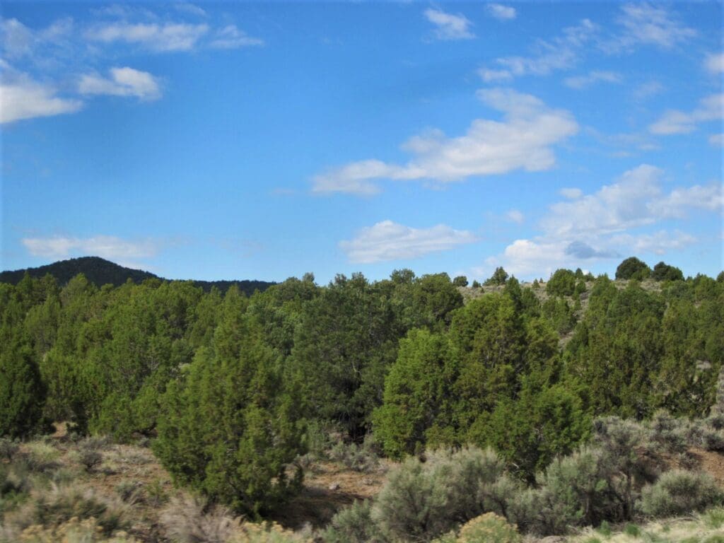 Large view of 40.00 HUGE TIMBERED ACRES ON THE MOUNTAIN FEET FROM THE UTAH BORDER ADJOINING PUBLIC LANDS WITH MAJOR ELK & DEER GAME TRAIL THROUGH PROPERTY IN ELKO COUNTY, NEVADA Photo 7