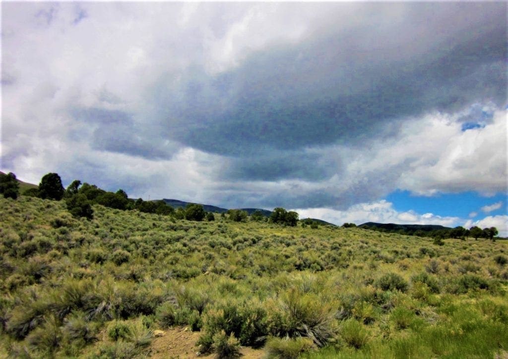 Large view of Treed 10.00 Acre Lot with County Maintained Dove Creek Road Running Through it ~ Come Enjoy Box Elder County! Photo 5