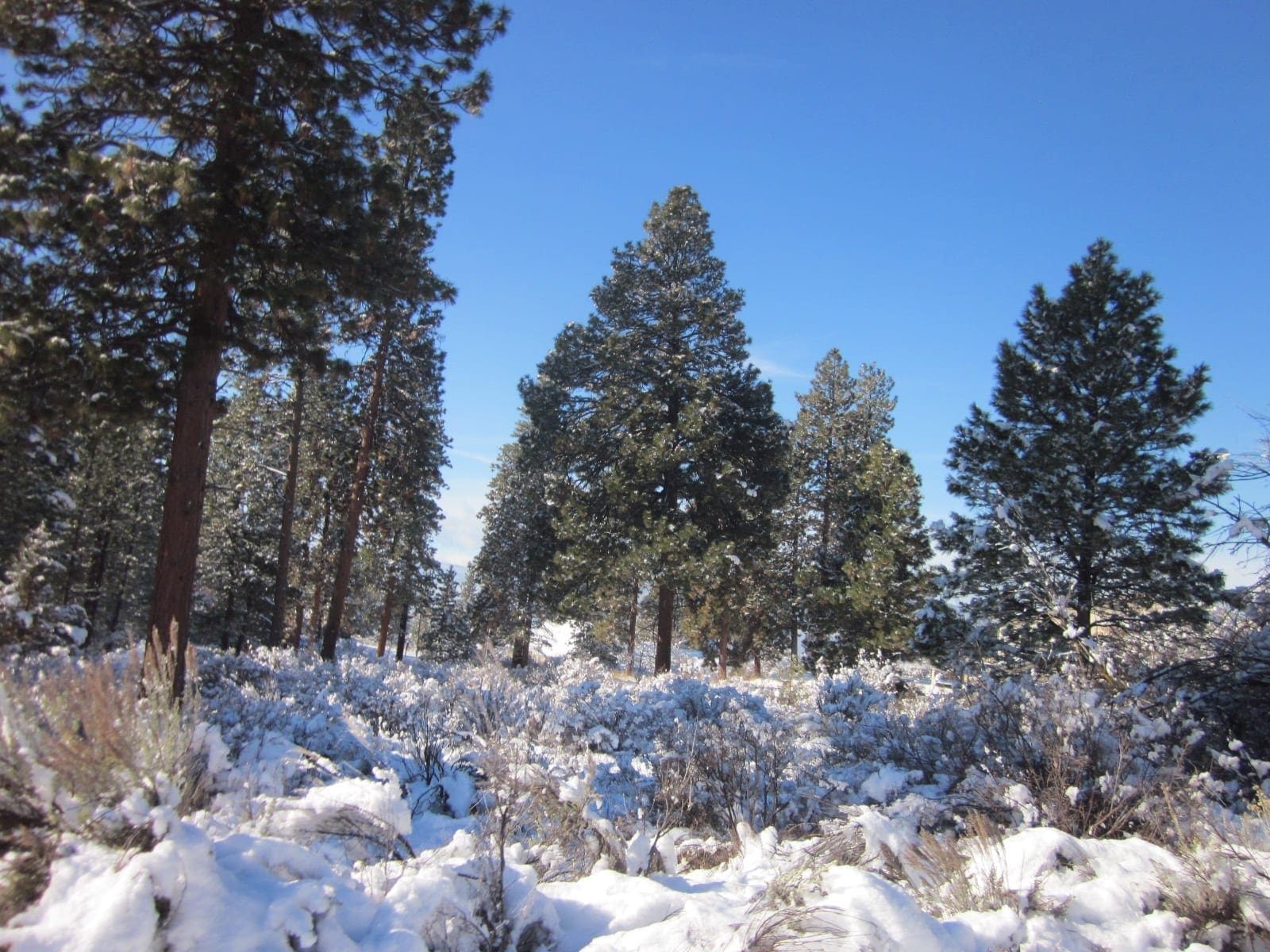 .37 Acres in Klamath County Oregon Beautiful Lot Near Agency Lake photo 11