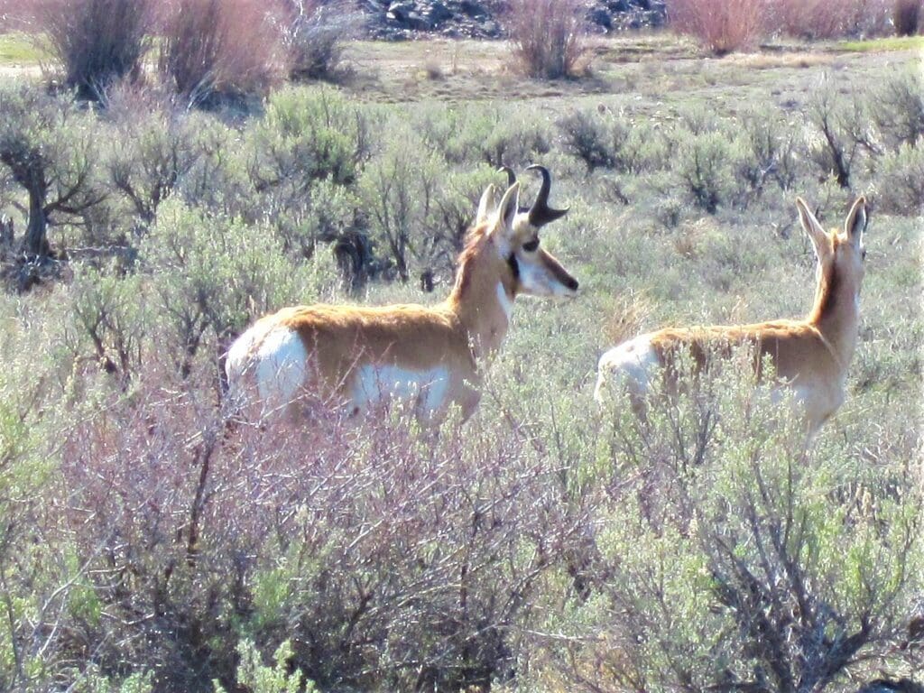 Large view of 1/4 ACRE IN UTAH TONS OF WILDLIFE AND OPEN SPACES Photo 1