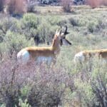 Thumbnail of 1/4 ACRE IN UTAH TONS OF WILDLIFE AND OPEN SPACES Photo 1
