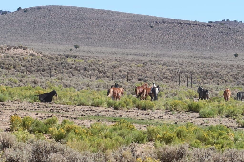 Large view of Quaint 0.91 Acres In Lander County, Nevada ~ Exclusive & Safe Quiet Small Community of Gillman Springs Photo 10