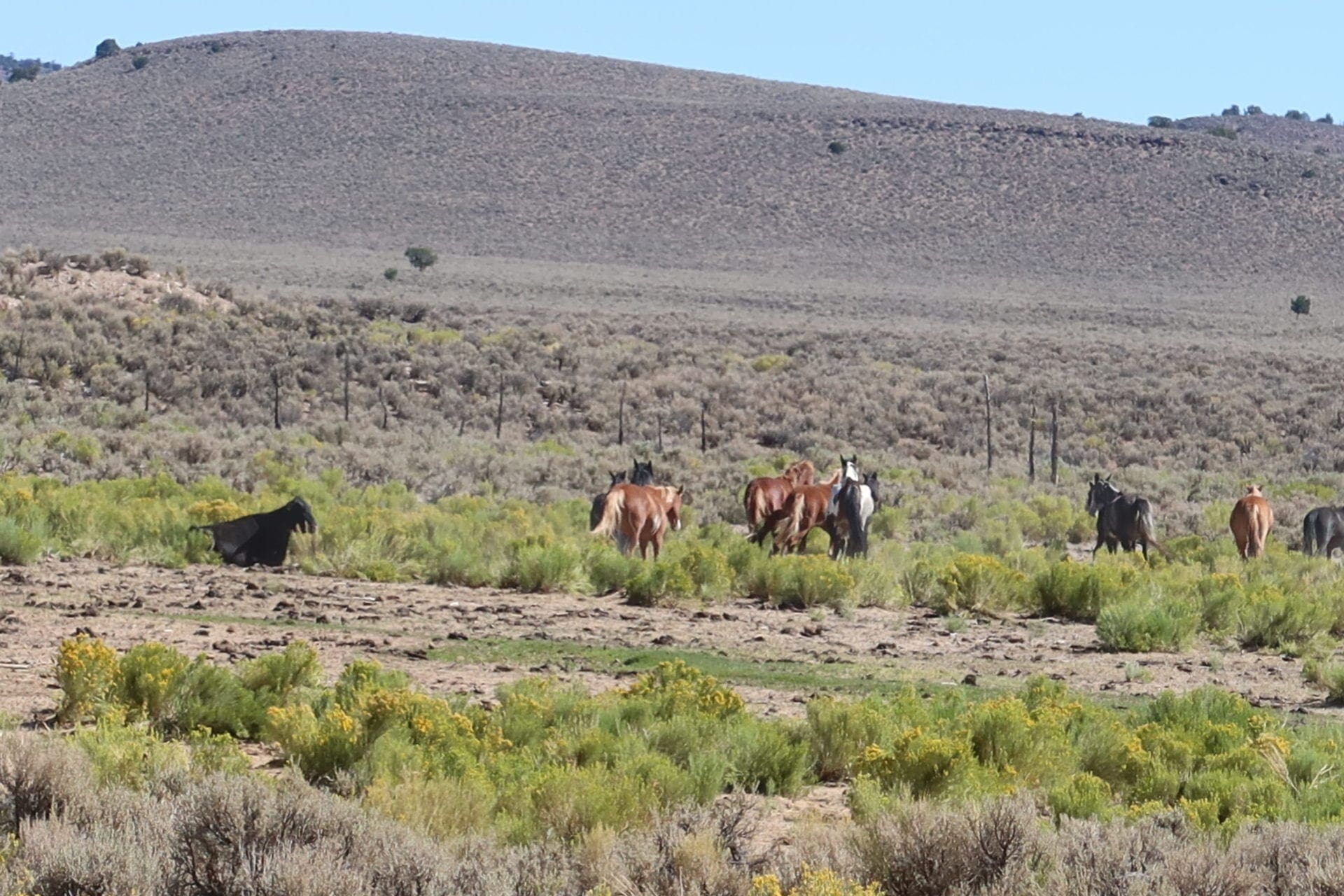 Quaint 0.91 Acres In Lander County, Nevada ~ Exclusive & Safe Quiet Small Community of Gillman Springs photo 10