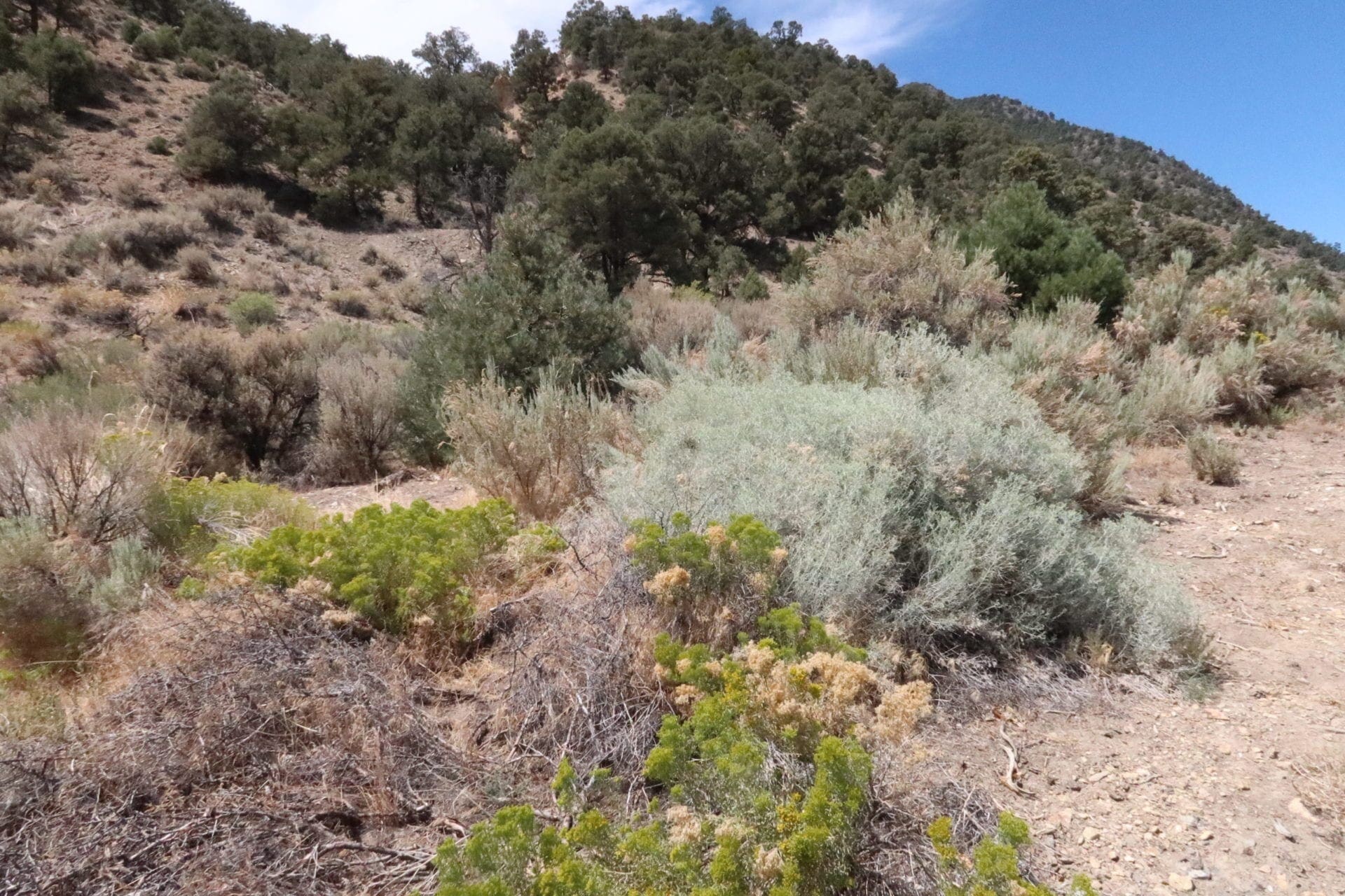 Gorgeous Building Lot In Kingston, Nevada on the Heels of Toiyabe National Forest photo 15
