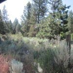 Thumbnail of Great Building Parcel On .23 Acres Of Latakomie Shores In Klamath County Oregon Photo 1