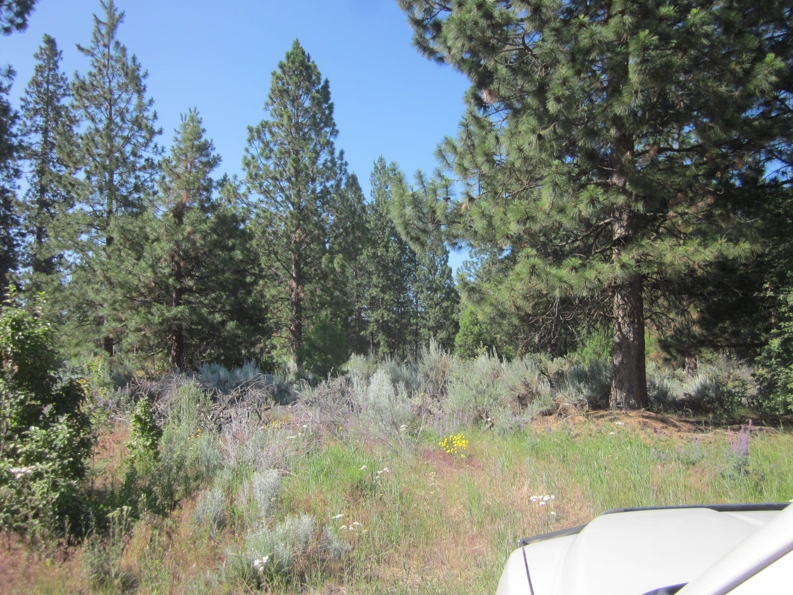 Great Building Parcel On .23 Acres Of Latakomie Shores In Klamath County Oregon photo 4