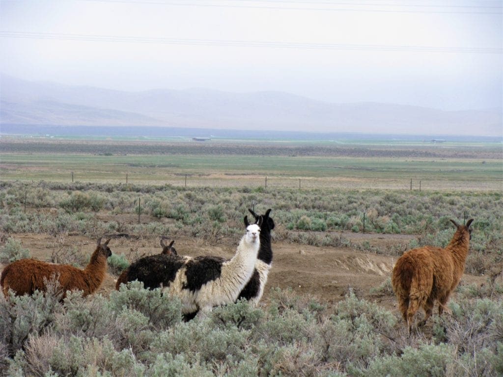 Large view of 5.00 Acres in Beautiful White Pine County with Spectacular Diamond Range Views & Adjacent to Alfalfa Fields in Eastern Nevada Photo 5