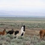 Thumbnail of 5.00 Acres in Beautiful White Pine County with Spectacular Diamond Range Views & Adjacent to Alfalfa Fields in Eastern Nevada Photo 5