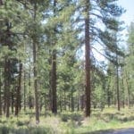 Thumbnail of 8.25 Acre Timbered Ranch Located in the Klamath Falls Forest Estates Footsteps to Fremont-Winema National Forest with Paved Road Frontage. Photo 20