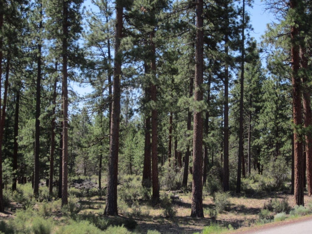 Large view of Beautiful 10.00 Acre Oregon Ranch Land with Old Growth Timber near Klamath Falls & California Photo 5