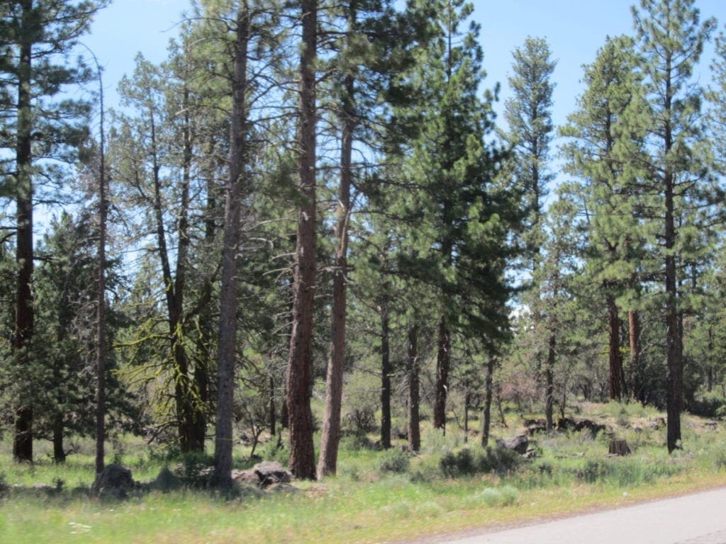 Large view of 8.25 Acre Timbered Ranch Located in the Klamath Falls Forest Estates Footsteps to Fremont-Winema National Forest with Paved Road Frontage. Photo 1