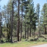 Thumbnail of 8.25 Acre Timbered Ranch Located in the Klamath Falls Forest Estates Footsteps to Fremont-Winema National Forest with Paved Road Frontage. Photo 1