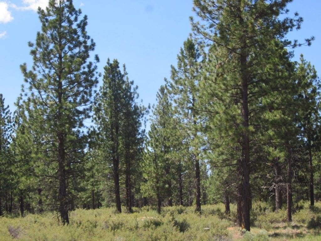 Large view of 8.25 Acre Timbered Ranch Located in the Klamath Falls Forest Estates Footsteps to Fremont-Winema National Forest with Paved Road Frontage. Photo 18
