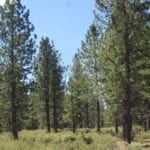 Thumbnail of Beautiful 10.00 Acre Oregon Ranch Land with Old Growth Timber near Klamath Falls & California Photo 4