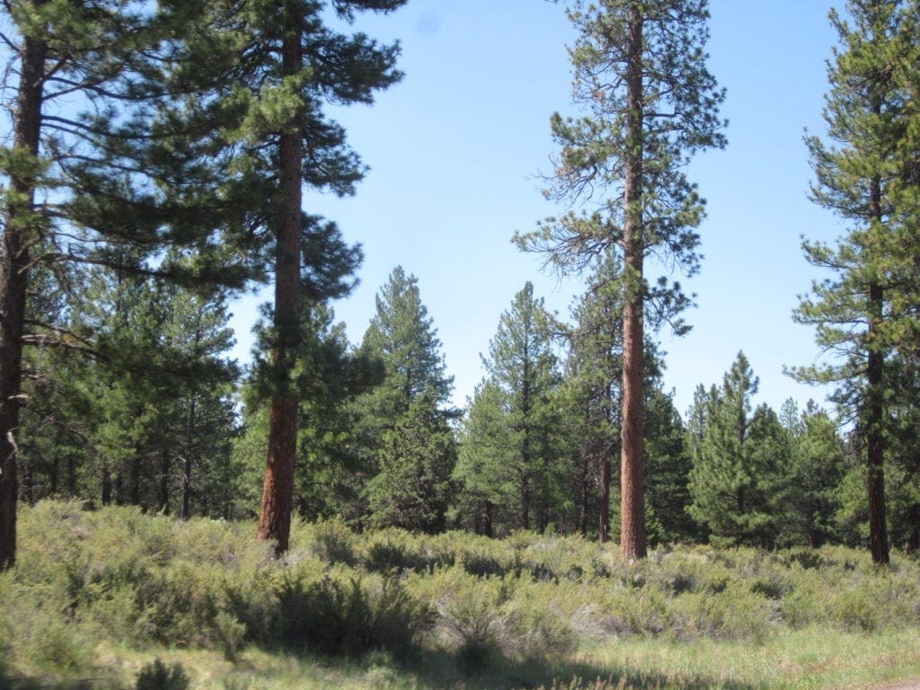 Large view of 8.25 Acre Timbered Ranch Located in the Klamath Falls Forest Estates Footsteps to Fremont-Winema National Forest with Paved Road Frontage. Photo 16