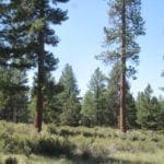Thumbnail of 8.25 Acre Timbered Ranch Located in the Klamath Falls Forest Estates Footsteps to Fremont-Winema National Forest with Paved Road Frontage. Photo 16