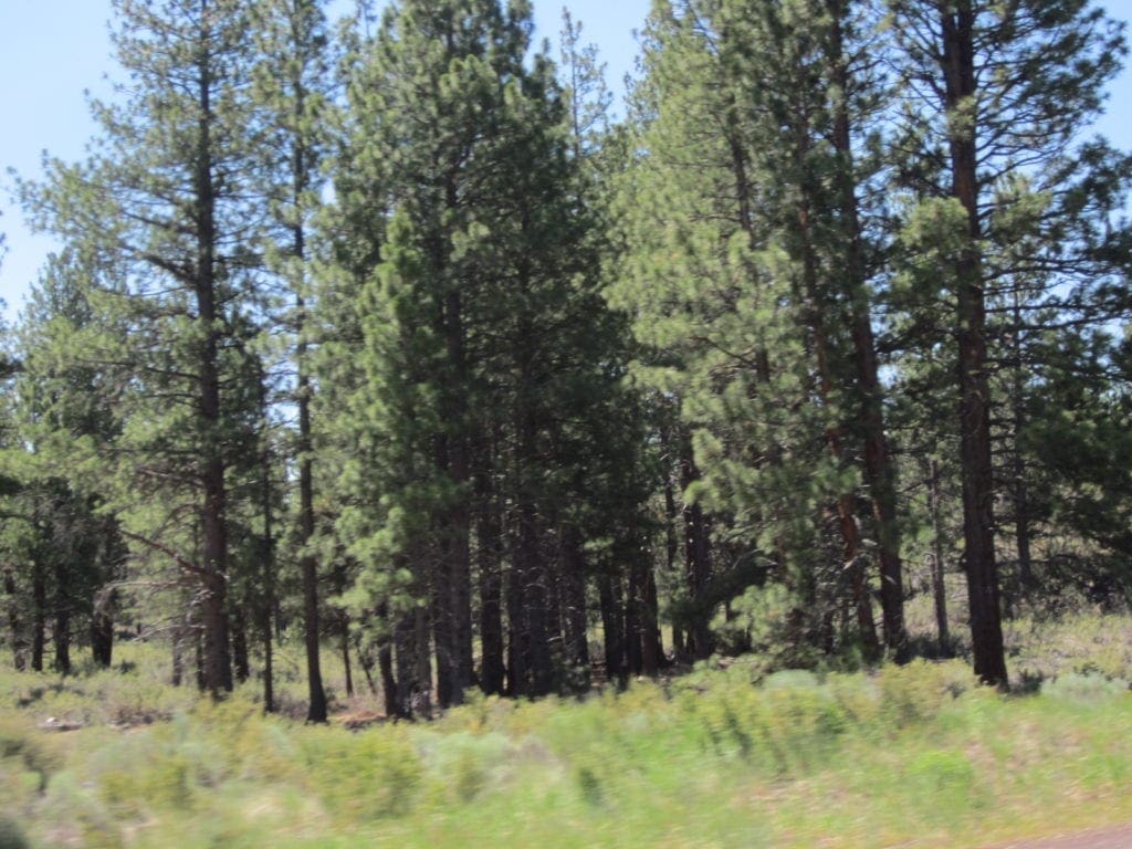 Large view of 8.25 Acre Timbered Ranch Located in the Klamath Falls Forest Estates Footsteps to Fremont-Winema National Forest with Paved Road Frontage. Photo 17
