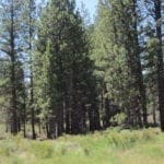 Thumbnail of 8.25 Acre Timbered Ranch Located in the Klamath Falls Forest Estates Footsteps to Fremont-Winema National Forest with Paved Road Frontage. Photo 17