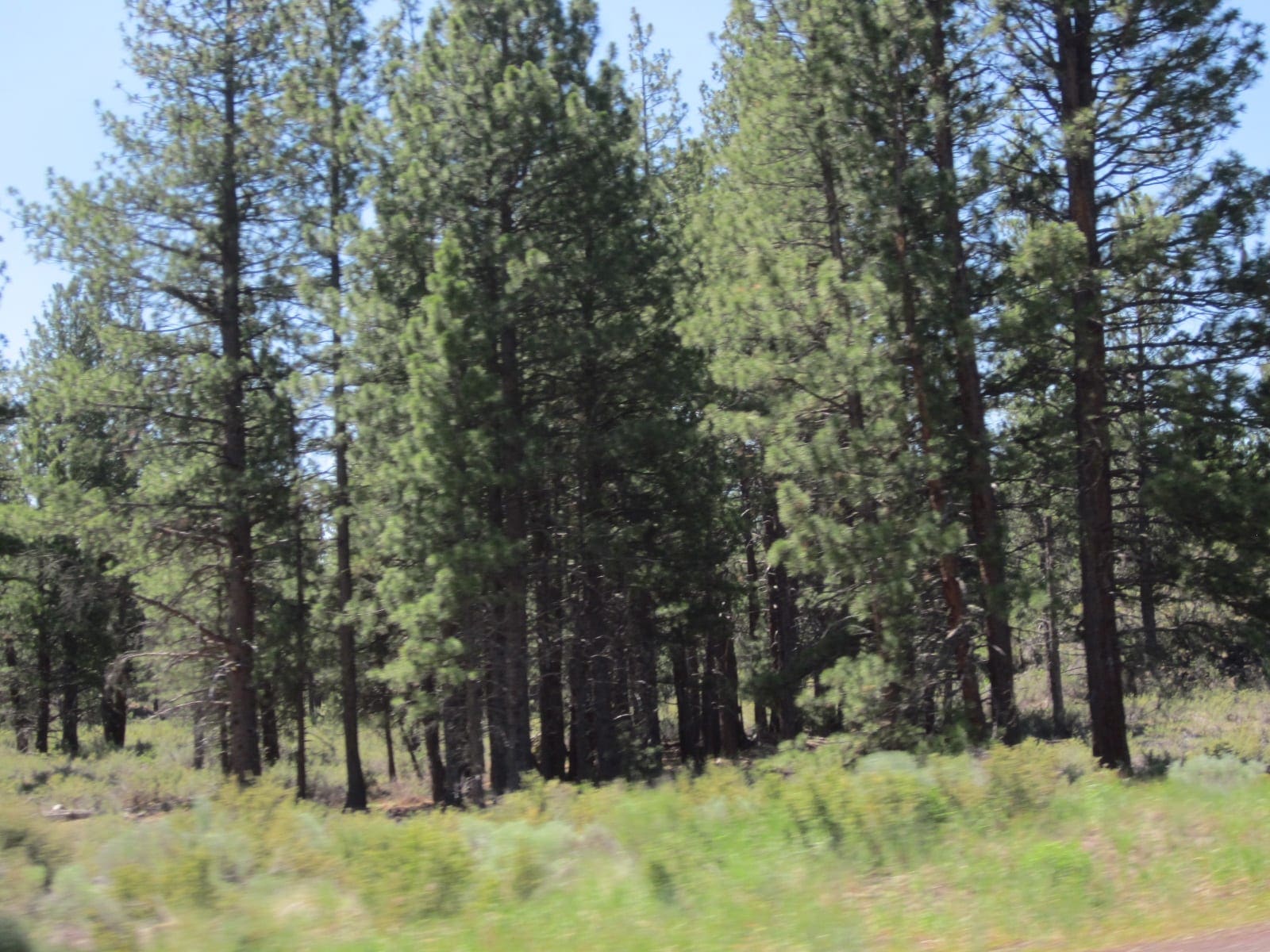 8.25 Acre Timbered Ranch Located in the Klamath Falls Forest Estates Footsteps to Fremont-Winema National Forest with Paved Road Frontage. photo 17