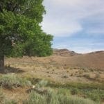 Thumbnail of 160 Acres in Coyote Canyon Base of Star Peak Completely Surrounded by BLM, Treed with Spring Water near Historic Unionville, Nevada Photo 23
