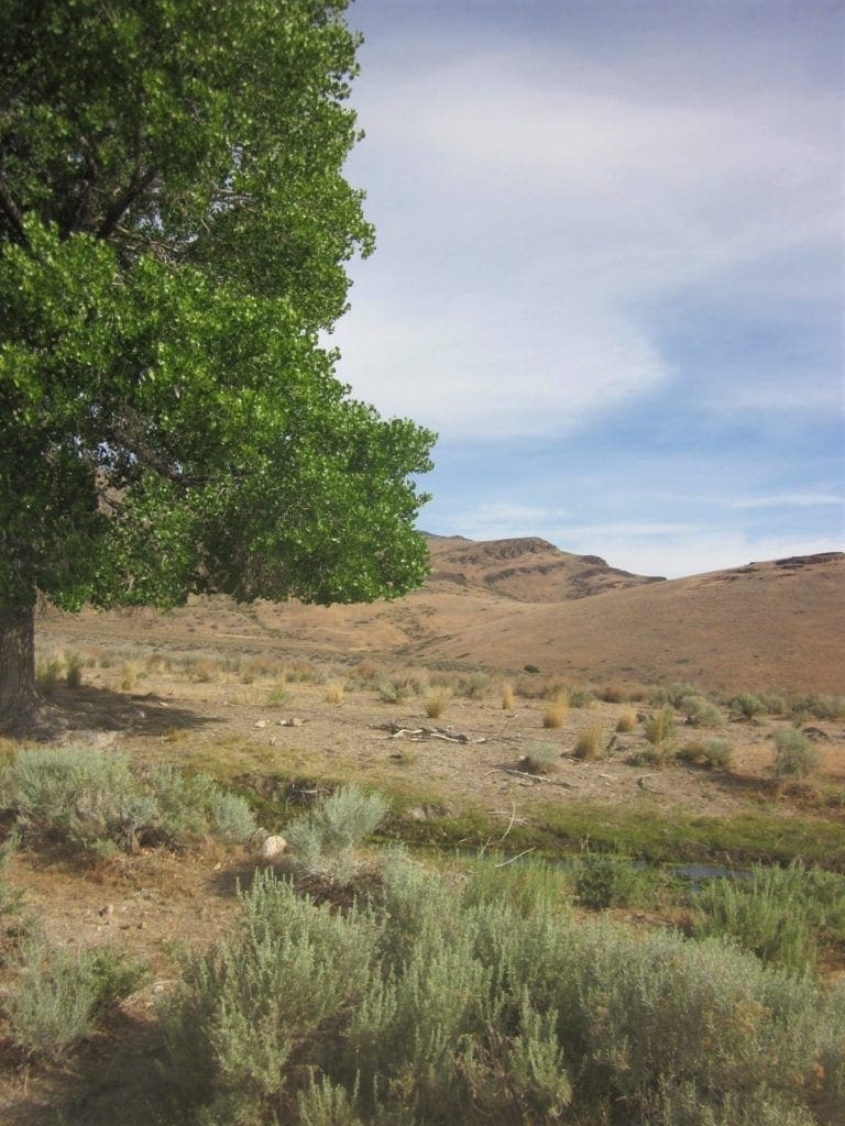 Large view of 160 Acres in Coyote Canyon Base of Star Peak Completely Surrounded by BLM, Treed with Spring Water near Historic Unionville, Nevada Photo 23