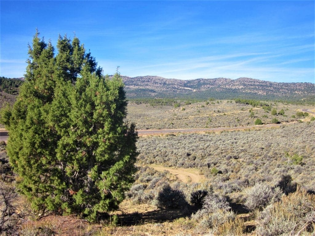 Large view of 80.00 Treed Acres in Northeast Nevada near Carlin & Elko with Seasonal Stream & Tons of Wildlife Photo 8