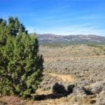 Thumbnail of 80.00 Treed Acres in Northeast Nevada near Carlin & Elko with Seasonal Stream & Tons of Wildlife Photo 8