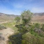 Thumbnail of 160 Acres in Coyote Canyon Base of Star Peak Completely Surrounded by BLM, Treed with Spring Water near Historic Unionville, Nevada Photo 1