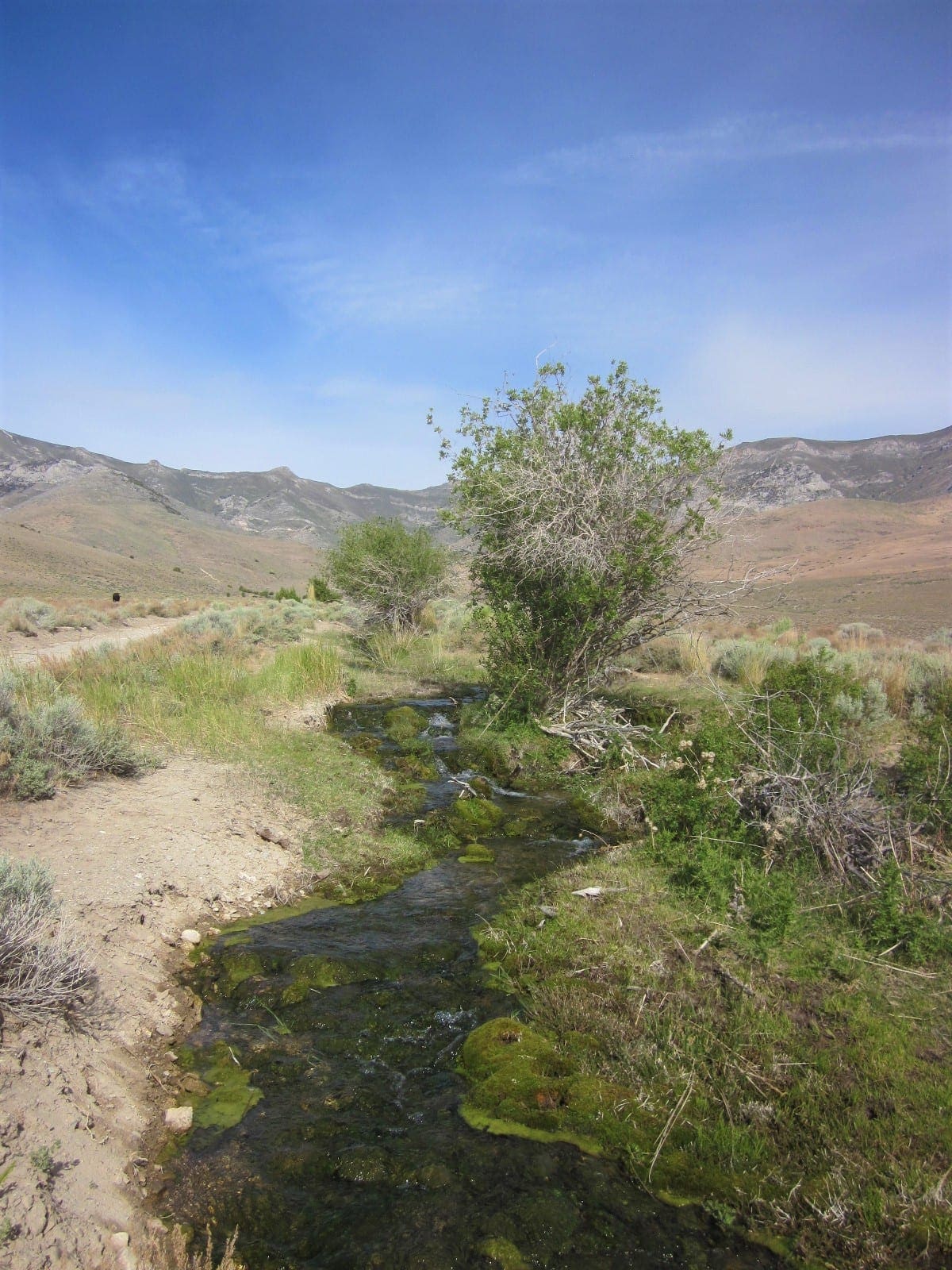 160 Acres in Coyote Canyon Base of Star Peak Completely Surrounded by BLM, Treed with Spring Water near Historic Unionville, Nevada photo 1