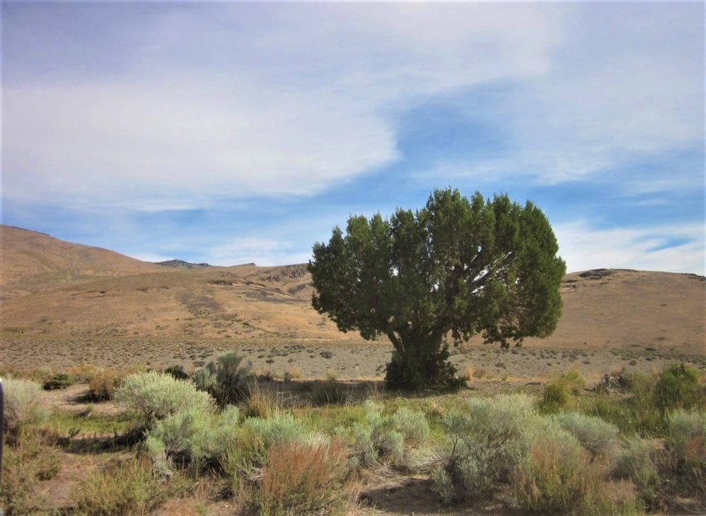 Large view of 160 Acres in Coyote Canyon Base of Star Peak Completely Surrounded by BLM, Treed with Spring Water near Historic Unionville, Nevada Photo 9