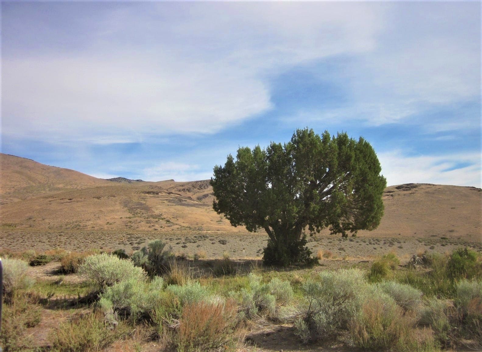 160 Acres in Coyote Canyon Base of Star Peak Completely Surrounded by BLM, Treed with Spring Water near Historic Unionville, Nevada photo 9